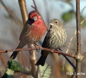 finches